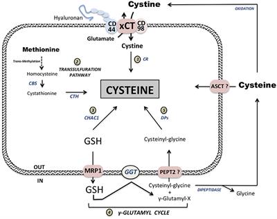 Cysteine Depletion, a Key Action to Challenge Cancer Cells to Ferroptotic Cell Death